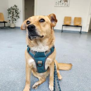 News vom Trümmermädchen - Lessi in der Klinik!

Manchmal gibt es Tiere, die nehmen gefühlt alles mit, was kommt. Von Lessis Großbaustelle hatten wir bereits berichtet: Beckenbruch, kaputte Hüfte, zertrümmerter Oberschenkel... Ihr wisst schon. In voller Erwartung, dass die aufwändige OP diese Woche stattfinden kann, haben wir das Hundemädchen direkt am Montagmorgen in die Klinik nach Göttingen chauffiert. Als uns jedoch am selben Nachmittag die Ergebnisse des Reisekrankheitentests ins Haus flogen, wirbelten sie die Pläne komplett durcheinander. 

Doch nichts ist so beständig wie die Lageänderung.

Die Bekämpfung von Rickettsien sowie Herz- und Lungenwürmern steht nun erstmal im Fokus des Interesses, da ihre Lunge im Röntgen leichte Embolien und somit eine hohe Belastung gezeigt hat. Die eigentlich angedachte OP schiebt sich somit weit nach hinten ins Jahr. Nach zwei Nächten in der Klinik, während derer ihre Reaktion auf den Start der Behandlung überwacht wurde, haben wir Lessi heute erst einmal wieder abgeholt. Während des Zwischenstopps beim Subway hat sie eine gute Figur gemacht und mit langer Nase, aber höflicher Zurückhaltung die korrekte Umsetzung der Bestellung überwacht.

An dieser Stelle wollen wir uns schon einmal bei allen bedanken, die für ihre Tierarztkosten gespendet haben. Stand heute sind 500 Euro zusammengekommen, die zumindest einen Teil der bisher entstandenen Kosten decken können und unsere Tierschutzkasse entlasten.

Wir berichten weiter von der kleinen Maus, welche parallel zu allem übrigens auch schon auf die Suche nach einem Zuhause gehen darf. Interessenten sollten sich bewusst sein, dass Lessi mindestens bis Dezember einen vollen Behandlungsplan hat.

Mehr Infos zu ihr findet ihr auf unserer Homepage! (Link im Profil)

Tierhafen
Wiesenfeld 4
34385 Bad Karlshafen 
05672 921639 
tierhafen@bmt-tierschutz.de

Spendenkonto
DE41 5205 0353 0002 2217 64 
BIC HELADEF1KAS 
Betreff: Trümmermädchen Lessi

#tierhafen #trümmermädchenlessi #tierheim #tierschutz #lessivomtierhafen #hundeliebe #hundeleben #mischlingshund #doglover #hundekommunikation #hundesprache #badkarlshafen