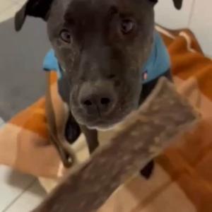 Wilson zeigt nochmal, wie es aussieht, wenn es zu Weihnachten das falsche Paar Socken gab.

Snacki sch&ouml;n und gut! Aber eigentlich w&auml;re ihm Gesellschaft und ein warmes Wohnzimmer viel lieber!
Wilson ist eigentlich ein riesengro&szlig;es Schmusebaby, das sich am liebsten auf Mamas Scho&szlig; einrollt und - atmen hin oder her - seinen dicken Sch&auml;del in den Bauch bohrt, um ihr so nah wie m&ouml;glich zu sein.

Der liebebed&uuml;rftige Junge ist nur leider auch ein kleines Sensibelchen. Nicht nur, dass er eine bestimmte Futtermarke ben&ouml;tigt, um seinen Darm nicht vollends durcheinander zu bringen, verunsichern ihn vor allem mental viele Situationen. 

Da er lange braucht, um restlos Vertrauen zu fassen, sollte er im Fall von Besuch grunds&auml;tzlich gesichert werden. Zudem ist es wichtig, dass seine Menschen sich viel mit ihm besch&auml;ftigen und fair kommunizieren. Unter Druck arbeitet Wilsons K&ouml;pfchen eher eingeschr&auml;nkt und trifft unter Umst&auml;nden auch falsche Entscheidungen. 

Er braucht jemanden an seiner Pfote, der ihm den Gruselfaktor nimmt und f&uuml;r ihn im Zweifel die Monster im Schrank besiegt. Mit etwas mehr Selbstbewusstsein, Ruhe und viel &Uuml;bung wird er auch sicherer durch den Alltag gehen k&ouml;nnen.

Die Vertr&auml;glichkeit mit anderen Hunden ist bei Wilson sympathieabh&auml;ngig, weshalb die Kennenlernphase gut durchdacht und langsam stattfinden sollte. 

Lust ihm die Knete aus dem Kopf zu ziehen?

Tierhafen
Wiesenfeld 4 
34385 Bad Karlshafen 
05672/921639

#tierheim #tierhafen #hundeliebe #molosser #bollerkopf