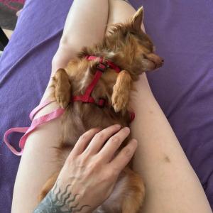 7 Zwerge im Gl&uuml;ck ?

Das Schicksal der sieben sichergestellten Chihuahuas hat ein kleines Erdbeben ausgel&ouml;st. Viele Kommentare, viele Teiler, zahlreiche Mails und Anrufe erreichten uns. Doch bevor wir uns all den Nachfragen intensiv widmen konnten, stand zun&auml;chst die Versorgung der zahlreichen Baustellen auf dem Plan, welche die Hunde mitgebracht hatten.

Zahnsanierungen, Kontrolltermine, erste Operationen - Ihr Terminkalender war prall gef&uuml;llt, sodass bis zu den ersten Beratungsgespr&auml;chen noch einige Zeit verging. Dann aber war es soweit und w&auml;hrend es bei den einen direkt *klick* machte, warteten andere auf die Liebe auf den zweiten Blick. Doch nun k&ouml;nnen wir stolz und gl&uuml;cklich verk&uuml;nden, dass Ende Mai auch die letzte H&uuml;ndin ein Zuhause gefunden und das Tierheimzimmer ger&auml;umt hat, in welches die kleine Meute Mitte M&auml;rz gezogen waren.

Kiefer und Pappel konnten gemeinsam ausziehen und sind an die Seite eines bestehenden Rudels gezogen. Snoopy und Buche haben ebenfalls ein Doppelk&ouml;rbchen bezogen. Priceless, Birke und Shiva konnten je in bestehendende Hundegruppen bzw. an die Seite eines Zweithundes vermittelt werden &hearts;

Wir danken allen Adoptanten f&uuml;r die F&uuml;r- und Nachsorge, denn einige Arzttermine standen schon vor den Abholterminen fest. Nun k&ouml;nnen sie sich alle im heimischen Umfeld von den Strapazen erholen und gl&uuml;cklich werden!

#tierhafen #happyend #chihuahua #tierheim #badkarlshafen