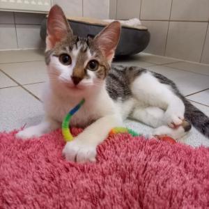 FUNDKATZEN! - Wer kennt oder vermisst...?

Der kleine grau/wei&szlig;e Fussel mit den riesigen T&uuml;tenohren wurde am Donnerstag, 12.02., in 34414 @hansestadtwarburg Ortsteil N&ouml;rde gesichert. Dort wollten er und ein Geschwistertier in ein Haus einbrechen. Da dieses an einer vielbefahrenen Stra&szlig;e liegt, wurde das andere K&auml;tzchen noch &uuml;berfahren, bevor Hilfe vor Ort war. Es ist ein sehr verschmuster, unkastrierter Kater, nicht gechipt, ca. 3 Monate alt.

Bei den anderen beiden Jungtieren handelt es sich mutma&szlig;lich um Geschwister; ca. 5 Monate alt. Sie wurden am 13.02. im Gottfried-B&uuml;ren-Weg in 33014 @stadt_bad_driburg gesichert. Es sind ein schwarzer unkastrierter Kater, der schon aufgeschlossen und schmusig ist, sowie eine weibliche graugetigerte Miez, die sich noch etwas zur&uuml;ckh&auml;lt, aber sich ebenfalls schon anfassen lie&szlig;. Es ist also davon auszugehen, dass sie Menschen ebenfalls kennen. Auch hier wurde kein Chip gefunden.

Wer kann Hinweise geben? Bitte direkt an uns unter 05672 921639 oder per Mail an tierhafen@bmt-tierschutz.de 

Danke f&uuml;rs Teilen! &hearts;

#tierhafen #katzenliebe #fundkatzen #tierheim #badkarlshafen