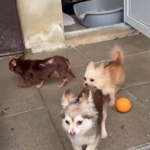 ‼️ Sicherstellung durchs Veterin&auml;ramt ‼️

Muffig, verfloht und noch ziemlich durch den Wind ist diese Rasselbande bei uns eingezogen. Inwiefern sie schon einmal etwas anderes als die vier W&auml;nde ihres vormaligen Zuhauses gesehen haben, k&ouml;nnen wir nicht sagen. Ihr Mensch jedenfalls war wohl schon l&auml;nger nicht mehr in der Lage sich ad&auml;quat um sich selbst geschweige denn um eine Meute Kleinhunde zu k&uuml;mmern.

Sieben Chihuahuas &ndash; zwei R&uuml;den und f&uuml;nf H&uuml;ndinnen unterschiedlichen Alters &ndash; wurden vom zust&auml;ndigen Veterin&auml;ramt sichergestellt und bei uns untergebracht, wo sie nun erst einmal ankommen und Vertrauen fassen d&uuml;rfen, ehe sie in den n&auml;chsten Tagen auch der Tier&auml;rztin vorgestellt und umfassend medizinisch versorgt werden. Die Erstversorgung betraf heute die Behandlung der Fl&ouml;he, welche teils schon ordentlich Schaden auf den Hunden angerichtet haben.

Perspektivisch m&ouml;chte nat&uuml;rlich jeder einzelne von ihnen in ein Zuhause ziehen, wo umfassende Versorgung, Pflege und Alltagstraining selbstverst&auml;ndlich sind. N&auml;here Infos zu den einzelnen Hunden geben wir, sobald wir mehr sagen k&ouml;nnen. Bitte habt Verst&auml;ndnis, dass wir Vermittlungsanfragen derzeit noch nicht bearbeiten k&ouml;nnen. Bei generellem Interesse w&uuml;rden wir uns Bewerbungen &ndash; bitte ausschlie&szlig;lich per Mail! &ndash; mit aussagekr&auml;ftigen Angaben zu Lebens- und Haltungsbedingungen aber schon einmal abspeichern und zu gegebener Zeit auf diese zur&uuml;ckkommen, sobald die Hunde vermittlungsf&auml;hig sind.

Wer uns und unsere Arbeit unterst&uuml;tzen mag:

Bund gegen Misbrauch der Tiere e.V.
IBAN: DE41 5205 0353 0002 2217 64
BIC: HELADEF1KAS

KONTAKT
Tierhafen
Wiesenfeld 4
34385 Bad Karlshafen
Mail (auch Paypal): tierhafen@bmt-tierschutz.de

#tierhafen #chihuahua #hundeliebe #sicherstellung #badkarlshafen