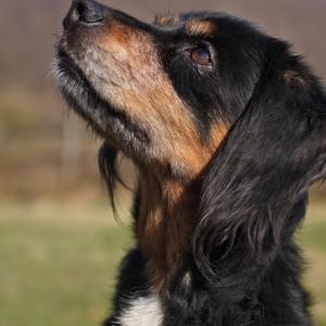 Manege frei f&uuml;rs Trickwunder

Wie witzig, klug und anh&auml;nglich Feya ist, hat sie lange Zeit f&uuml;r sich behalten. Erst als sie das Tierheimzimmer gegen das Besucherk&ouml;rbchen ihrer Pflegestelle tauschen durfte, offenbarte das Spaniel-M&auml;dchen ihren eigentlichen Charakter.

Mit gef&uuml;hlt 20 Tricks auf Lager wei&szlig; sie ihr Publikum zu begeistern und im Leckerlie-Hagel macht sie dann auch Sitz, Gib Laut und Pfote gleichzeitig.

Die etwa sechsj&auml;hrige Ukrainerin m&ouml;chte nun rasch eine ebenso ambitionierte Familie finden, in der sie mit ihren Talenten gl&auml;nzen kann und die noch an ihrer Skepsis dem Geschirranziehen gegen&uuml;ber arbeitet.

Feya zeigt sich vertr&auml;glich mit R&uuml;den und k&ouml;nnte bei stimmiger Sympathie bestimmt auch Zweithund werden. Im Haus verh&auml;lt sie sich ruhig und entspannt.

Tierhafen
Wiesenfeld 4
34385 Bad Karlshafen
05672 921639 
tierhafen@bmt-tierschutz.de 

#tierhafen #hundeliebe #cockerspaniel #workingspaniel #badkarlshafen