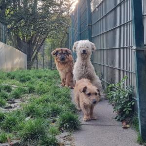 Die Flauschige, der Senior & die Wilde

Beste Grüße von Palmus, Fürge & Huncut, das ungleiche Trio harrt geduldig den Dingen, die da kommen.

Was meint ihr, wer in dieser Konstellation am meisten Pfeffer mitbringt? Und welche Nase die unschuldig(st)e ist?

Alle drei eint der Wunsch nach dem passenden Zuhause. Palmus freut sich auf regelmäßige Wellnessausflüge, Fürge auf gemütliche Stunden auf der Couch und Huncut begibt sich auf die Jagd von einem Adrenalinhoch zum nächsten.

Neugierig? Meldet euch!

Tierhafen 
Wiesenfeld 4
34385 Bad Karlshafen 
05672 921639 
tierhafen@bmt-tierschutz.de 

#tierhafen #hundevermittlung
#tieresucheneinzuhause
#mischlingsliebe #hundeliebe #terrier #hundefreunde #dogs #Hund #tierheim #tierschutz #badkarlshafen