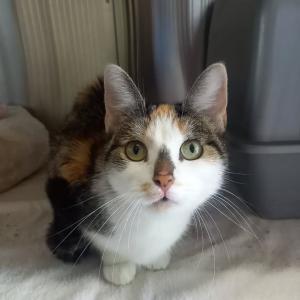 Wer kennt oder vermisst diese Sch&ouml;nheit?

Die Katze hielt sich bereits einige Zeit in 33034 Brakel OT Gehrden auf und wurde heute zu uns gebracht. Sie ist nicht gechipt/t&auml;towiert, hat mehrere Zecken und ist sehr abgemagert. M&ouml;glicherweise war sie l&auml;ngere Zeit eingesperrt. Sie ist freundlich und scheint Menschen zu kennen.

Wo wird sie vermisst? Hinweise bitte an uns unter 05672 921639 oder per Mail an tierhafen@bmt-tierschutz.de. 

Danke f&uuml;rs Teilen!

#tierhafen #fundkatze #katzenliebe #tierheim #badkarlshafen @stadtbrakel