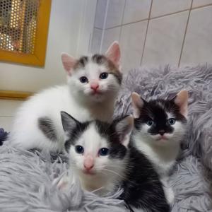 Zuckers&uuml;&szlig;e Abendgr&uuml;&szlig;e von den M&auml;dels!

Lychee, Pitaya und Maracuja sind heute 5,5 Wochen alt und entwickeln sich pr&auml;chtig. Es wird immer wuseliger im Zimmer, das Buffet wird gest&uuml;rmt, die Toiletten auch und die unterschiedlichen Charaktere hinter den h&uuml;bschen Gesichtern zeigen sich immer deutlicher.

Die Kleinen bekommen mit der 8. Woche die erste Impfung. Aktuell k&ouml;nnen sie noch nicht kennengelernt werden. Wer generell aber mit dem Gedanken spielt, zwei K&auml;tzchen bei sich aufzunehmen, kann uns schon einmal eine aussagekr&auml;ftige Mail an tierhafen@bmt-tierschutz.de schreiben, sodass sie nicht allzu lange warten m&uuml;ssen, wenn sie auszugsbereit sind.

#tierhafen #katzenliebe #Kitten #k&auml;tzchen #badkarlshafen