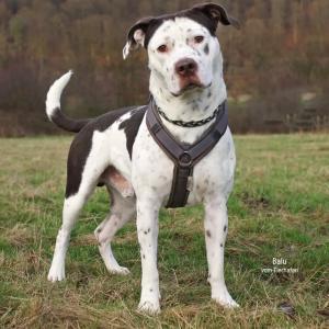 Kann mal wer die Zeit zur&uuml;ckdrehen und mit Balu nochmal bei 0 anfangen?

Im Leben des Halbstarken liefs bisher eher so semi, w&uuml;rden wir behaupten. Bei Menschenkindern w&uuml;rde man sagen, er h&auml;tte mit den falschen Freunden rumgehangen, kommt aus prek&auml;ren Verh&auml;ltnissen. Seine Mam Paula ist auch ein bisschen asozial, schmei&szlig;t gern mit Bierflaschen um sich... wenn wir einfach in diesem Bilde bleiben wollen.

Ein halbes Jahr schon sitzt der Musekljunge seine Strafe bei uns ab. Wie lange noch, h&auml;ngt ganz davon ab, wann sich das passende Zuhause f&uuml;r ihn findet, denn zur Vermittlung freigegeben ist er bereits.

Hinter Balus harscher Fassade steckt ein ganz sensibler Kerl, der in der Vergangenheit gelernt hat, seine Unsicherheit durch die Tendenz nach vorn zu &uuml;berspielen. Das hat ihm keine Punkte, daf&uuml;r aber einen Eintrag im Muttiheft beschert, weswegen er nur unter Auflagen vermittelt werden darf.

Seinen Bezugspersonen will er gefallen, Vollr&uuml;den w&uuml;rd er mit nem Baseballsch&auml;ger verhauen, daf&uuml;r lechzt er gef&uuml;hlt jeder Hundedame hinterher (Hormone und so...).

Wer mehr Infos zu dem im Februar 2024 geborenen Old English Bulldog - Mix ben&ouml;tigt, schaut am besten auf unserer Homepage vorbei (Link im Profil) oder meldet sich direkt telefonisch bzw. per Mail bei uns.

Tierhafen
Wiesenfeld 4
34385 Bad Karlshafen
05672 921639
tierhafen@bmt-tierschutz.de 

#tierhafen #hundeliebe #oldenglishbulldog #listenhundliebe #amstaff