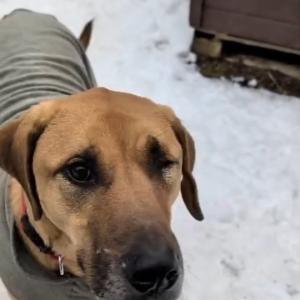 Alle Augen auf Georgie!

Eine gute Woche ist nun um, seit die sch&ouml;ne Georgie durch unser Tor gestiefelt kam und sich angesichts des kleinen Zimmers, das sie aktuell ihr Eigen nennt, ziemlich in die Hose machte. Alles neu, alles anders und Standortwechsel hat sie in den letzten Monaten doch schon mehr als genug zu verzeichnen gehabt.

Die Mischlingsdame wird demn&auml;chst vier Jahre alt, gew&ouml;hnt sich derzeit noch an den Umstand, dass sie vor nicht allzu langer Zeit ihr linkes Auge verloren hat, und reagiert auf pl&ouml;tzliche Bewegungen und Ger&auml;usche aus dem "toten Winkel" noch sehr eingesch&uuml;chtert.

Spa&szlig; in den Backen hat sie trotzdem und in Zaunflirt Balu schon einen hei&szlig;en Verehrer gefunden. Mit ihrer aufbl&uuml;henden Lebensfreude sollte es doch ein Leichtes sein, auch das ein oder andere ❤️ zu gewinnen, oder?

Wir lernen Georgie noch ein bisschen besser kennen, w&uuml;nschen ihr aber zeitnah ein Zuhause, in dem sie f&uuml;r immer ankommen darf. Teilen d&uuml;rft ihr sie auf jeden Fall schon mal!

Tierhafen
Wiesenfeld 4
34385 Bad Karlshafen
05672 921639
tierhafen@bmt-tierschutz.de 

#tierhafen #hundeliebe #ridgeback #magyarvizsla #badkarlshafen @love_underdogs