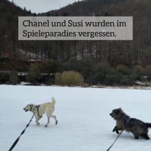 "Es sind nur Zahlen" - Das ist wohl auch Chanellis und Susis Motto! Wenn man die beiden Hundem&auml;dchen bei ihren derzeitigen Ausfl&uuml;gen auf den Weserwiesen betrachtet, k&ouml;nnte man meinen, dass sich zwei Jungspunde ausgelassen &uuml;ber den Schnee freuen.

Dabei ist Chanel mit ihren f&uuml;nf Jahren bereits im Erwachsenenalter angekommen, w&auml;hrend Seniorin Susi mit dreizehn Jahren nun wirklich schon aus dem Gr&ouml;bsten raus sein sollte.

Beide Damen sind Langzeitsitzer bei uns, da sie in der Gesellschaft an der ein oder anderen Stelle angeeckt haben. Susi ist keine Freundin von neuen Bekanntschaften und braucht einen Moment, eh sie vom T&uuml;rsteher zum Kumpeltyp mutiert. 
Chanel tr&auml;gt mehrere Unsicherheiten mit sich und trifft bei &Uuml;berforderung auch mal falsche Entscheidungen.

Knackt man einmal die harte Schale erscheinen zwei witzige, liebebed&uuml;rftige und loyale H&uuml;ndinnen, die sich freuen einen Platz im Herzen des Gegen&uuml;ber gefunden zu haben.

Damit ihre P&auml;ckchen in den zuk&uuml;nftigen Kofferraum passen, werden sie getrennt in erfahrene H&auml;nde vermittelt. Und solange sich noch nicht der passende Koffertr&auml;ger gefunden hat, sammeln sie die sch&ouml;nen Momente zusammen mit Gassigeherin Kristin bei uns im Tierhafen.

Interesse?

Tierhafen 
Wiesenfeld 4 
34385 Bad Karlshafen 
05672/921639

#tierhafen #hundeliebe #tierheim #badkarlshafen