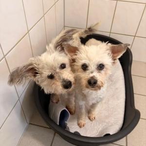 Es wird Zeit f&uuml;r die Feinarbeit &ndash; Update zu Ernie & Elmo ??&zwj;?&zwj;??

Sie haben eure Herzen gestohlen und bringen uns jeden Tag zum L&auml;cheln. Am 1. April wurden Ernie und Elmo mitten in einem Dorf bei Bad Driburg gefunden, v&ouml;llig verwahrlost und verwirrt. Nach der ersten Begutachtung war klar, dass die beiden seit langer Zeit keinen Tierarzt mehr gesehen hatten und so waren sie in den letzten Wochen ziemlich busy. Von den zur&uuml;ckliegenden Behandlungen und Eingriffen erholen sie sich bestens und feiern schon jetzt ihr ganz neues Lebensgef&uuml;hl. Um die Verwandlung perfekt zu machen, fehlt den beiden nun noch ein Zuhause.

Ernie und Elmo sind ein Herz und eine Seele. Sie teilen sich das K&ouml;rbchen, sind ungl&uuml;cklich, wenn der andere fehlt und verbringen einfach gern Zeit zusammen. Auch wenn es eine denkbar gro&szlig;e Aufgabe wird, suchen wir f&uuml;r die beiden unbedingt einen gemeinsamen Endplatz.

Charakterlich sind die zwei ein absolutes Tr&auml;umchen: Aufgeschlossen mit Menschen, aufgeschlossen mit anderen Hunden, verschmust, entspannt, lieb und relativ anspruchslos. Mittlerweile gehen sie gut und gern an der Leine, drehen aber nur recht kleine Runden, nach denen sie auch ziemlich aus der Puste sind und sich anschlie&szlig;end direkt wieder in die Kissen hauen.

Im Rahmen der medizinischen Versorgung mussten Ernie eine Perinialhernie wie auch ein kleiner Tumor neben dem After entfernt werden. Im selben Zuge wurde er kastriert.

Bei Elmo wurde eine leicht fortgeschrittene Herzinsuffizienz festgestellt, wegen der er nun Tabletten bekommt. Er ist allem Anschein nach taub und zudem im Schlaf harninkontinent.

Im Rahmen der Zahnsanierung mussten beiden Hunden eine zweistellige Zahl Z&auml;hne gezogen werden. Seither fressen sie wieder mit Appetit und k&ouml;nnen endlich etwas an Gewicht aufbauen.

F&uuml;r die Pl&uuml;schm&auml;use w&auml;re es ein gro&szlig;es Geschenk, das Tierheim bald verlassen und in ein ruhiges, ebenerdiges Zuhause ziehen zu k&ouml;nnen, in welchem ihren Bed&uuml;rfnissen mit ganz viel Herz und Verstand begegnet wird. Sie sind gesch&auml;tzt etwa zehn Jahre alt.

KONTAKT
Tierhafen
Wiesenfeld 4
34385 Bad Karlshafen
05672 921639
tierhafen@bmt-tierschutz.de

#tierhafen #hundeliebe #tierheim #badkarlshafen