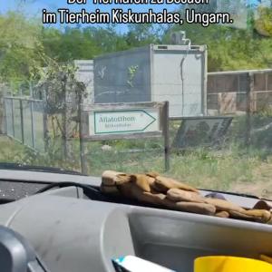 Immer weiter Richtung Osten ➡️

Etwa zwei Autostunden von P&eacute;cs entfernt liegt Kiskunhalas. Und etwas au&szlig;erhalb davon das &ouml;rtliche Tierheim. Dieses wurde im November 2003 er&ouml;ffnet und seit 2004 vom @tierheim_wau_mau_insel betrieben.

Bis zu 80 Hunde und 40 Katzen finden hier - je nach Belegung und Vertr&auml;glichkeit - Platz. F&uuml;r die betroffenen Tiere bedeutet es eine echte Chance aufs Leben, denn die Alternative w&auml;re eine Unterbringung im st&auml;dtischen Tierheim, wo bis ins Jahr 2003 nach einer zweiw&ouml;chigen Unterbringung der Tod auf sie wartete.

Stattdessen k&uuml;mmert sich Tierheimleiterin Melinda zusammen mit ihrem kleinen Team liebevoll um ihre Sch&uuml;tzlinge, vermittelt sie vor Ort an passende Familien oder schickt sie auf die Reise nach Deutschland, wo die ans&auml;ssigen Tierheime des bmt mit Pl&auml;tzen und der Aussicht auf die richtigen Menschen bereitstehen.

Die deutschsprachige Homepage des Tierheims mit Infos zu den aktuell untergebrachten Hunden erreicht ihr &uuml;ber www.tierheim-halasi.de

#tierhafen #bundgegenmissbrauchdertiere #tierschutz #hundeliebe