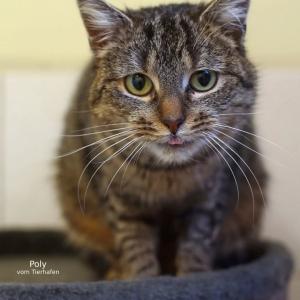 Wie ein Ei dem anderen...

Als die Zwillingsm&auml;dchen im Tierhafen eintrafen, mussten wir unsere Augen ganz fest zusammenkneifen, eh wir die kleinen aber feinen Unterschiede feststellten. Mittlerweile ist es kein Problem mehr, Poly und Ester auseinanderzuhalten. Und das hat nicht allein optische Gr&uuml;nde. Auch im Verhalten wird schnell klar, mit wem man gerade "im Gespr&auml;ch" ist.

W&auml;hrend sich Ester voller Begeisterung direkt zum Schmusen darbietet (und au&szlig;erdem etwas gr&ouml;&szlig;er und propper ist als ihre Schwester), mustert Poly fremde Besucher mit entsetztem Blick von der Fensterbank aus und scheint lieber im Boden versinken zu wollen, als Kontakt zu kn&uuml;pfen. Doch wir m&ouml;chten betonen, dass auch sie ein richtiger Schatz ist und uns schon tief in ihr wahres Inneres hat blicken lassen.

So vermag auch Poly mit ihrem zarten Stimmchen eindeutig darauf hinzuweisen, dass sie gern an der Leckerlieverteilung beteiligt werden m&ouml;chte und kommt nach einiger Zeit dann auch flirty wie der Fr&uuml;hling selbst herabgestiegen, um die guten Gaben in Empfang zu nehmen, und verteilt dann sogar vorsichtige Nasenstupser an ausgestreckte Fingerkuppen. Eine Schippe drauf legt sie sogar, wenn die vollen N&auml;pfe ins Zimmer balanciert werden. Dann ist auch kurzes Streicheln &uuml;ber Kopf und R&uuml;cken f&uuml;r sie v&ouml;llig akzeptabel.

Poly und Ester verbringen gern gemeinsame Kuschelzeit und bilden eine harmonierende Einheit. Schon allein deswegen suchen sie ein gemeinsames Zuhause.

Die M&auml;dchen sind im Sommer 2025 irgendwo im Nirgendwo geboren und kamen Anfang Februar in unsere Obhut. Im Rahmen der medizinischen Grundversorgung wurden sie positiv auf FeLV getestet, wobei der n&ouml;tige Nachtest f&uuml;r Anfang Mai anberaumt ist. Unter diesen Gegebenheiten suchen wir f&uuml;r sie ein Zuhause in reiner Wohnungshaltung, welches sehr gern &uuml;ber einen gesicherten Balkon verf&uuml;gen darf.

Tierhafen
Wiesenfeld 4
34385 Bad Karlshafen
05672 921639
tierhafen@bmt-tierschutz.de

#tierhafen #katzenliebe #felv #tierheim #badkarlshafen