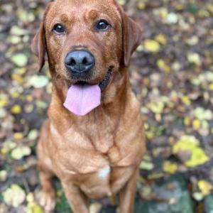 Bahn frei - hier kommt Simba!

Und der holt gerade jede Menge von dem nach, was ihm in den vergangenen Monaten gefehlt hat: Bewegung, Beinfreiheit, Synapsenkarneval.

Ihr wisst um den Fall der sichergestellten Labradoodles?! Hier stellen wir euch den Papa vor, der eigentlich selbst noch in den Kindergarten gehört.

Simba ist drei Jahre alt und hat zuletzt vor allem einem Zweck gedient: Nachwuchs zeugen. Und da es beim Schnackseln weniger drum geht, wer am schönsten Sitz und Platz macht, ruhig auf einer Decke liegt und sich zurücknehmen kann, fehlen Simba eben diese Fähigkeiten.

Er ist ein super lieber Typ, hat aber jede Menge aufzuholen. Sich zu konzentrieren fällt ihm noch schwer, dabei wären gezielte Kopfarbeit und ein erfolgversprechendes Hobby sicherlich sinnvoll für ihn.

Simba wird über das Veterinäramt des Landkreises Kassel vermittelt. Aussagekräftige Anfragen schickt ihr deswegen bitte direkt an veterinaeramt@landkreiskassel.de 

Standort:
Tierhafen 
Wiesenfeld 4
34385 Bad Karlshafen 

#tierhafen #labrador #labradorlove #foxred #zuhausegesucht #tierheim #tierschutz #hundeliebe
#hundetraining #badkarlshafen #nordhessen