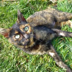 Lasst euch mal die K&ouml;pfe verdrehen!

Und zwar von dieser kleinen Sch&ouml;nheit hier. Guerilla lief wohl schon ein Weilchen im Warburger Ortsteil Bonenburg umher. Im Rahmen einer Kastrationsaktion der @katzenhilfe_warburg_bonenburg_ und der @hansestadtwarburg kam sie dann unters Messer und wurde anschlie&szlig;end mit der Hoffnung auf gute Vermittlungschancen zu uns gebracht.

Und hier sitzt sie jetzt und m&ouml;chte ganz dringend, dass wir Werbung f&uuml;r sie machen, denn so nett sie uns und unser Futterangebot auch findet, so werden wir ihrem Drang nach Aufmerksamkeit doch nicht einmal ansatzweise gerecht. Guerilla ist aufgeschlossen und prinzipiell sehr nett, zumindest aber im Tierheim steht sie derma&szlig;en unter Strom, dass ihre Handlungen manchmal etwas &uuml;berrumpelnd wirken. Sie liebt es geschmust zu werden, wirft sich daf&uuml;r auch gern auf den R&uuml;cken, schmiegt sich eng an und schmei&szlig;t den Motor an. Mit lautem Maunzen und Im-Weg-Stehen macht sie sich bemerkbar und ist in Windeseile zur Stelle, wenn man sie ruft.

Zimmer und Auslauf teilt sie sich aktuell mit zwei weiteren Katzendamen, die von ihrer hektischen und vor allem am Futternapf bestimmenden Art etwas eingesch&uuml;chtert sind. Generell gehen wir aber eher davon aus, dass Guerilla in der Vergangenheit viel um den Erhalt wichtiger Ressourcen rangeln musste. In einem Zuhause, das ihr von Schlafpl&auml;tzen, Spielzeug, Toiletten und Futter mehr als genug bieten kann, w&uuml;rde sie sich gewiss auch relaxter mit ihren Artgenossen zeigen. Freigang f&auml;nd sie klasse, ein gesicherter Balkon darf es aber auch gern sein.

Interesse geweckt? Dann meldet euch f&uuml;r ein Kennenlernen:

Tierhafen
Wiesenfeld 4
34385 Bad Karlshafen
05672 921639
tierhafen@bmt-tierschutz.de

#tierhafen #katzenliebe #schildpatt #tierheim #badkarlshafen