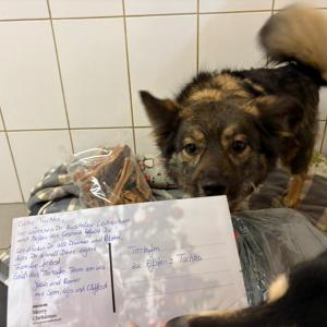 Wir hoffen, ihr seid noch festlich gestimmt? Denn hier kommen unsere Einblicke, eine wahre Geschenkeflut, wild wedelnde Ruten dank Eurer Gro&szlig;z&uuml;gigkeit!

Weihnachtswichteln 2025 - Danke an alle Wichtel, die unsere Sch&uuml;tzlinge so herzlich bedacht haben! &hearts;

#tierhafen #hundeliebe #weihnachten