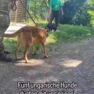 Wir verlassen Ungarn nicht, ohne Schicksal zu spielen ?

Von all den Hunden, die derzeit in unseren ungarischen Partnertierheimen untergebracht sind, bekommen heute f&uuml;nf Sch&uuml;tzlingeaus P&eacute;cs die Chance auf ein neues Leben in Deutschland.

Die Reisetruppe Sorglos macht sich nach nur wenigen Tagen aber mit jeder Menge Eindr&uuml;cken auf den R&uuml;ckweg ins Weserbergland. Mit im Gep&auml;ck:

Cappucino, H&uuml;ndin, geb. ca. 2016
Rama, H&uuml;ndin, geb. ca. 2021
K&aacute;zm&eacute;r, R&uuml;de, geb. ca. 2024
Molly, H&uuml;ndin, geb. 2023
B&eacute;ni, R&uuml;de, geb. 2025

Sie alle wurden vom Hundef&auml;nger von der Stra&szlig;e geholt. Ihre Vorgeschichte unbekannt. Charakterlich sind sie schon jetzt  so unterschiedlich, wie es ihr &Auml;u&szlig;eres vermuten l&auml;sst. 

Vor ihnen liegt eine lange Fahrt und anschlie&szlig;end eine gro&szlig;e M&uuml;tze Schlaf. Doch dann freuen wir uns, sie besser kennenzulernen und ihnen ganz bald die Chance auf ihr pers&ouml;nliches Happy End zu bescheren.

Dr&uuml;ckt ihnen schon jetzt die Daumen und seid gespannt auf ihr Update!

Tierhafen
Wiesenfeld 4
34385 Bad Karlshafen 
05672 921639 
tierhafen@bmt-tierschutz.de 

#tierhafen #tierheim #tierschutz #hundeliebe #badkarlshafen