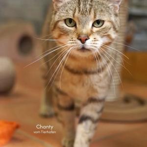 Die bildsch&ouml;ne Chanty zog Anfang April als Fundkatze bei uns ein. Ihr unf&ouml;rmiges B&auml;uchlein legte den Verdacht nahe, dass sie ein paar P&auml;ckchen unter dem Herzen mit sich brachte. Ein Ultraschall sp&auml;ter aber war klar: Das Anf&uuml;ttern ihrer Finderin hatte sie wohl nur allzu gern angenommen, sich richtig die Plautze vollgehauen und deswegen etwas zugelegt. Bei der Kastration wurde dann lediglich eine Zyste entfernt, die sich am Eierstock befand.

Mit ihrer freundlichen, aufgeschlossenen Art hat uns die kleine Miss dann ganz schnell um die Pfote gewickelt. Maunzend und immer mit dem Kopf voraus geht Chanty auf Kuschelkurs und unterscheidet dabei in der Regel auch nicht zwischen bekannten und neuen Gesichtern.

Nach &uuml;berstandener Quarant&auml;nezeit sollte dann eigentlich auch ihre Alleinzeit enden. Fauchend und auf der gezielten Suche nach Auseinandersetzungen trieb sie ihre Artgenossen aber jedes Mal in die Flucht und bewohnt deswegen wieder ein Zimmer nur f&uuml;r sich.

Aus diesem Grund sehen wir Chanty derzeit auch mehr als Prinzessin des Hauses, wobei ihr nach erfolgter Eignew&ouml;hnung auch die M&ouml;glichkeit zum geregelten Freigang in passender Umgebung gew&auml;hrleistet sein sollte.

Sie ist sch&auml;tzungsweise 2023 geboren und wurde negativ auf FIV/FeLV getestet.

Tierhafen
Wiesenfeld 4
34385 Bad Karlshafen
05672 921639
tierhafen@bmt-tierschutz.de

#tierhafen #katzenliebe #tierheim #badkarlshafen