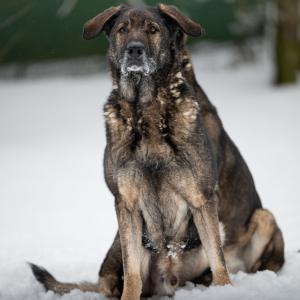 Solange der Schnee noch nicht komplett geschmolzen ist, k&ouml;nnen wir auch noch Fotos vom Shooting mit Niklas zeigen!

Unter anderem haben sich die Zwillinge Costa und Nala vor seine Linse gesetzt und f&uuml;r neue Bewerbungsbilder posiert. Ob sie den beiden nun endlich den gro&szlig;en Durchbruch bringen?

Schon unsagbare 4 Jahre sitzen die beiden bei uns. Und das aus unserer Sicht v&ouml;llig unzurecht. Aus schlechter Haltung geholt, um ihr Leben lang im Tierheim zu versauern? So war's eigentlich nicht gedacht und auch die beiden Mischlinge aus Sch&auml;ferhund und Labrador gucken regelm&auml;&szlig;ig verdutzt auf die fallenden Kalenderbl&auml;tter.

Wer sie einmal kennengelernt hat, ist schnell um die Pfote gewickelt. Die beiden sind gut mit Menschen - auch mit den kleinen - aufgeschlossen und verschmust. Sie liegen gern auf ihrer eigenen Couch oder teilen sich diese mit ihrem Menschen, Hauptsache warm und kuschelig.

Sie kennen die g&auml;ngigen Grund&uuml;bungen, suchen aber sichere F&uuml;hrung und weiterin Anleitung, wenn sie beim Spaziergang auf andere Hunde treffen. Die finden sie n&auml;mlich nicht immer so cool und geigen ihnen lauthals die Meinung - wenn man sie l&auml;sst.

Costa und Nala suchen getrennt ODER zusammen endlich den Platz f&uuml;r's Leben. Beide sind kastriert, 2017 geboren und f&auml;nden ein Zuhause mit Garten zum Patrouille schieben sicherlich wahnsinnig spannend!

Fotos: @niklas.shot.it

Tierhafen
Wiesenfeld 4
34385 Bad Karlshafen
05672 921639
tierhafen@bmt-tierschutz.de

#tierhafen #hundeliebe #doubletrouble #tierheim #badkarlshafen