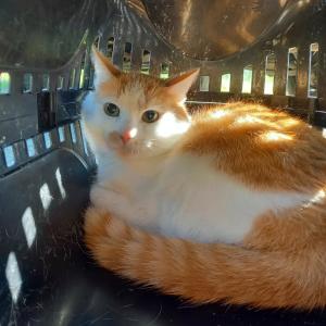 Unser Wochenende startete mit einer abgestellten Transportbox, deren Aufschrift uns schon fast zynisch erscheint. Die Katze war noch nicht zur Kooperation bereit, weswegen Chip auslesen und Geschlechtsbestimmung bisher nicht m&ouml;glich waren. Vielleicht kommt das Tier dennoch jemandem bekannt vor.

Hinweise bitte an uns unter 05672 921639 oder per Mail an tierhafen@bmt-tierschutz.de

#tierhafen #fundkatze #tierheim #badkarlshafen