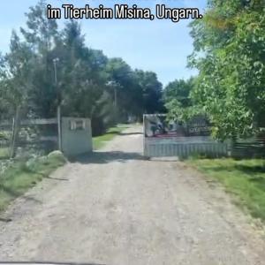 N&auml;chstes Ziel: P&eacute;cs

Hier die Aufl&ouml;sung zu unserem letzten Beitrag. Antonia und Christian haben sich auf die weite Reise begeben, um unserem Partnertierheim in P&eacute;cs, Ungarn, einen Besuch abzustatten, Spenden vorbeizubringen und sich ein Bild von der Lage vor Ort zu machen.

Das Tierheim Misina konnte 1996 unter anderem durch die Hilfe des bmt, der P&eacute;cser Stadtverwaltung sowie staatlicher Unterst&uuml;tzung vom Tierschutzverein Misina erworben werden. Auch dank zahlreicher Spender konnte die Anlage auf den aktuellen Stand gebracht werden, bietet Hunden, Katzen, einigen Wild- und Bauernhoftieren Unterschlupf. Um aktuell 172 Hunde, 28 Katzen, das 6,5 Hektar gro&szlig;e Gel&auml;nde und alle anfallenden Arbeiten k&uuml;mmern sich 16 Angestellte.

Die bmt Standorte in Deutschland &uuml;bernehmen immer mal wieder Sch&uuml;tzlinge aus Misina, damit sie hier gesehen und an passende Menschen vermittelt werden k&ouml;nnen. Auch bei uns im Tierhafen erm&ouml;glichen wir so einigen ungarischen Hunden den Neustart ins Leben.

Infos zur Arbeit der Kollegen findet ihr auf der Homepage und Facebook-Seite
misina.hu
Facebook.com/misinamenhely

#tierhafen #tierschutz #misina #bundgegenmissbrauchdertiere #badkarlshafen