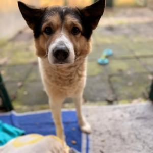 Jethro wurde vor einer Woche an unserem Tor angebunden

Mit ihm ist wieder ein Notfall bei uns eingezogen, der Extrabetreuung und viele gedr&uuml;ckte Daumen ben&ouml;tigt. Letzte Woche Samstag hatte ihn eine Kollegin gegen 21 Uhr angebunden an unserem Hoftor vorgefunden, v&ouml;llig bedr&ouml;ppelt &ndash; nicht nur vom Regen, sondern offenbar auch v&ouml;llig mitgenommen von seiner Situation. Mithilfe des Chips und der Registrierung bei Tasso fanden wir schnell heraus, wie er hei&szlig;t. Die hinterlegte Adresse (200 Kilometer von uns entfernt) wie auch die Telefonnummer waren jedoch nicht mehr aktuell. Den Namen seines Menschen fanden wir dann bei Facebook und erreichten diesen am darauffolgenden Tag.

Jethro wurde im September 2020 in Rum&auml;nien geboren, kam nur wenige Monate sp&auml;ter nach Deutschland und in seine Familie. Alle Details k&ouml;nnen und wollen wir hier nicht benennen, nur so viel: Am Sonntag kam die Person zu uns, die Jethro am Tor angebunden hatte, weil sie mit seiner Versorgung &uuml;berfordert gewesen war. Wir haben einige Details zu seiner Vergangenheit erfahren und seinen Impfausweis erhalten.

Ein Tierarztbesuch ist seit Jahren &uuml;berf&auml;llig, Jethro ist viel zu d&uuml;nn und hat derzeit gro&szlig;e Probleme mit dem Magen-Darm-Trakt. Hinzukommt, dass er Angst vor N&auml;pfen hat, weder aus ihnen trinkt noch frisst. Er leckte die Regentropfen von den Steinen seines Auslaufs und vertilgte die erste Ration nur als Handf&uuml;tterung. Mit Menschen scheint er im Grunde weniger Probleme zu haben, zeigt sich lieb und seine Pfleger fanden schnell Zugang zu ihm. Auf s&auml;mtliche Umweltreize reagiert er hingegen sehr unsicher und scheint jede Menge Nachholdbedarf zu haben.

Wer helfen mag, findet auf unserer Amazon-Wunschliste das Intestinal-Futter, welches Jethro aktuell bekommt, sowie das Bactisel-Futter zum Darmaufbau, welches hier sowieso st&auml;ndig gebraucht wird.

&Uuml;ber kurz oder lang sucht der Mischlingsr&uuml;de dann auch ein Zuhause, in welchem er nicht nur willkommen ist, sondern das bereit ist, noch jede Menge mit ihm zu trainieren, damit er seinen Alltag im Allgemeinen gelassener meistern kann.

Tierhafen
Wiesenfeld 4
34385 Bad Karlshafen
05672 921639
tierhafen@bmt-tierschutz.de

#tierhafen #hundeliebe #badkarlshafen