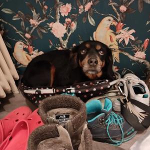 Feya und ihre Version von "Don't shop - adopt!"

Am Rockzipfel ihrer Pflegemama h&auml;ngend h&auml;lt die S&uuml;&szlig;maus noch immer Ausschau nach dem passenden F&uuml;r-immer-Zuhause, Prinzessinnen-Behandlung inklusive versteht sich.

Wenn sie nicht gerade in Einkaufsk&ouml;rben schlummert, steckt die Sechsj&auml;hige ihre Nase auch gern in Grasb&uuml;schel oder ihre Beinchen ins k&uuml;hle Nass der Weser. Sie ist gern aktiv - sowohl sportlich wie auch geistig, kennt jede Menge Tricks und den Haushaltsknigge. Feya kann mit Stubenreinheit, Leinenf&uuml;hrigkeit, einem guten Grundgehorsam und Arbeitseifer gl&auml;nzen. Wir bescheinigen ihr weiterhin gute Qualit&auml;ten als B&uuml;romitarbeiterin wie auch ein gutes Sozialverhalten mit ihren (m&auml;nnlichen) Artgenossen.

Auch wenn sich Fremde ihre Herzensw&auml;rme zun&auml;chst bei mehreren gemeinsamen Kennenlernterminen verdienen m&uuml;ssen, w&uuml;nscht sie sich nichts sehnlicher als nicht nur "irgendein", sondern "jemandens" Hund zu sein.

Tierhafen
Wiesenfeld 4
34385 Bad Karlshafen
05672 921639
tierhafen@bmt-tierschutz.de

#tierhafen #hundeliebe #cocker #tierheim #badkarlshafen