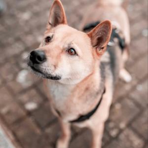 VERMITTLUNGSHILFE

*Wir kennen weder Akita noch ihre Menschen pers&ouml;nlich. Alle Angaben stammen von ihren aktuellen Haltern.*

Akita ist eine Shiba Inu - Mix - H&uuml;ndin, geboren am 27.06.2019. Sie kann nach Absprache bei ihrer Familie in 34414 Warburg kennengelernt werden.

Akita ist eine freundliche, ruhige und wachsame H&uuml;ndin. Drau&szlig;en zeigt sie sich verspielt, aktiv und neugierig, w&auml;hrend sie zu Hause eher gem&uuml;tlich ist und viel Ruhe braucht. Sie ist sehr menschenbezogen, kommt gerne von sich aus zum Kuscheln und genie&szlig;t Streicheleinheiten. Gleichzeitig zieht sie sich auch bewusst zur&uuml;ck, wenn sie Ruhe braucht, und m&ouml;chte dann nicht gest&ouml;rt werden. Sie zeigt genau, wann sie spielen m&ouml;chte. Sie liebt es in der prallen Sonne zu liegen, im Schnee zu toben und geht im Sommer sehr gerne schwimmen. Au&szlig;erdem hat sie viel Freude an Ball- und Suchspielen, bei denen sie ihre Nase einsetzen kann.

In neuen oder ungewohnten Situationen kann sie unsicher reagieren. Insbesondere bei Ger&auml;uschen wie Wind oder Gewitter oder Ger&auml;uschen, die sie nicht zuordnen kann, reagiert sie &auml;ngstlich und m&ouml;chte aus der Situation.

Sie hat einen ausgepr&auml;gten Jagdinstinkt gegen&uuml;ber Katzen, V&ouml;geln und Kleintieren wie Hasen. Freilauf im Feld ist m&ouml;glich und macht ihr gro&szlig;e Freude &ndash; allerdings nur, wenn keine anderen Tiere in der N&auml;he sind.

Mit anderen Hunden ist sie eher unvertr&auml;glich, mit wenigen Ausnahmen. Gegen&uuml;ber ihren Bezugspersonen zeigt sie ein besch&uuml;tzendes Verhalten und kann eifers&uuml;chtig reagieren. Sie schnappt dann auch schon mal zu.

Akita sucht ein neues Zuhause, da es im aktuellen Umfeld zu Schwierigkeiten zwischen ihr und dem Kleinkind kommt, in deren Zuge sie auch nach dem Kind schnappt. Sie sucht erfahrene Halter, die ihr ein stabiles, ruhiges Heim bieten k&ouml;nnen.

Akita befindet sich nicht im Tierheim. Anfragen leiten wir an die aktuelle Familie weiter.

Kontakt via Mail an uns tierhafen@bmt-tierschutz.de 

#tierhafen #hundeliebe #shibainu #zuhausegesucht #warburg