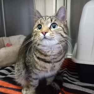 Wer kennt mich? Wer vermisst mich?

Fundkatze vom 29.12.2025

Diese h&uuml;bsche Miez lief ihren Findern bereits am 27. Dezember im Bereich Dringenberger Stra&szlig;e / "Stadtgarten" in 33014 Bad Driburg hinterher und quartierte sich &uuml;ber Nacht bei ihnen ein.

Heute wurde uns die zutrauliche Madame &uuml;bergeben. Sie ist sehr freundlich und gut gepflegt, allerdings nicht gekennzeichnet, weshalb wir dringend auf Hinweise angewiesen sind, damit sie m&ouml;glichst schnell wieder nach Hause kann.

Wer sie kennt oder vermisst meldet sich bitte direkt bei uns unter 05672 921639 oder per Mail an tierhafen@bmt-tierschutz.de. 

Danke f&uuml;rs Teilen!

#tierhafen #fundkatze #katzenliebe #baddriburg #badkarlshafen