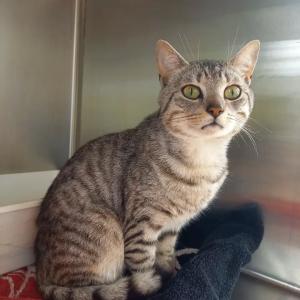 Fundtiere - Wer kennt uns?

Diese drei Katzen kamen unabh&auml;ngig voneinander aus 34414 Warburg zu uns. Sie sind nicht gekennzeichnet. Eventuell werden sie dennoch vermisst?

- Silbergraugetigerter Kater, nicht kastriert. Wurde von uns "Konrad" getauft. Prinzipiell freundlich und verschmust, aber derzeit sehr gestresst von anderen Katzen. Ist seinen Findern in der Schumannstra&szlig;e zugelaufen. Im Tierheim seit dem 1. Juni.
- Kitten, m&auml;nnlich, geboren Ende April 2026. Wurde von einem Mitarbeiter der M&uuml;llabfuhr am Emil-Herz-Platz gefunden. Da einige Tage zuvor in der Nachbarstra&szlig;e eine schwarze Katzenmutter &uuml;berfahren wurde, liegt der Verdacht nahe, dass es zu dieser geh&ouml;rt. Ob weitere Geschwister in der N&auml;he sind, ist derzeit nicht bekannt. Im Tierheim seit dem 1. Juni.
- Dreifarbige K&auml;tzin. Noch v&ouml;llig durch den Wind, prinzipiell aber freundlich und verschmust. Konnte am 1. Juni in der Kollwitzstra&szlig;e gesichert werden und kam am 2. Juni zu uns ins Tierheim.

Hinweise bitte an uns: 05672 921639 oder per Mail an tierhafen@bmt-tierschutz.de

Tierhafen
Wiesenfeld 4
34385 Bad Karlshafen 

#tierhafen #katzenliebe #fundkatzen #katzenschutz #badkarlshafen @hansestadtwarburg