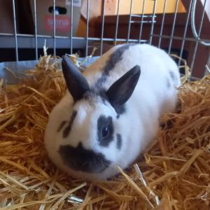 Zwei Fundkaninchen vom 01.03.2026

Dieses Kaninchenpaar wurde am gestrigen Sonntag von Spazierg&auml;ngern in der Bruchtauenstra&szlig;e in 33034 Brakel entdeckt und der Polizei gemeldet. Samt dazugelegten Gem&uuml;seresten hoppelten sie auf der Wiese herum.

Im Rahmen der Erstversorgung musste dem wei&szlig;/schwarzen Kaninchen das Hinterteil vorsichtig frei rasiert werden, da sich dort bereits riesige Klumpen aus Kot und Urin gebildet hatten.

Wer hat etwas beobachtet oder kann Angaben zu den beiden machen? Hinweise bitte direkt an uns unter 05672 921639 oder per Mail an tierhafen@bmt-tierschutz.de 

Danke f&uuml;rs Teilen!

#tierhafen #kaninchenliebe #fundtiere @stadtbrakel #badkarlshafen