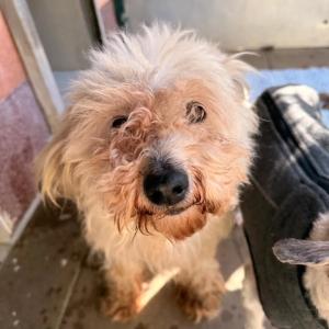 Fundhunde vom 02.04.2026

Diese beiden freundlichen R&uuml;den wurden bereits gestern im Ortsteil Reelsen 33014 Stadt Bad Driburg gesichert. Zum Zeitpunkt des Funds waren beide ungeschoren und von Filzplatten &uuml;bers&auml;t.

Der Finder des ersten Hundes war gestern direkt mit ihm beim Tierarzt, wo bereits Schur und Erstversorgung stattgefunden haben. Bei ihm wurden hochgradig marode Z&auml;hne, Zahnfleischentz&uuml;ndungen, eine schwere Ohrenentz&uuml;ndung sowie im R&ouml;ntgen Probleme in der Wirbels&auml;ule festgestellt.

Wer kann Angaben zu den Hunden machen? Hat im Dorf oder in der Umgebung etwas gesehen oder geh&ouml;rt? Es besteht der Verdacht, dass die beiden Jungs eventuell nicht nur zu zweit gehalten wurden.

Hinweise bitte an uns unter 05672 921639, per Mail an tierhafen@bmt-tierschutz.de oder ans Ordnungsamt der @stadt_bad_driburg 

#tierhafen #fundhunde #hundeliebe
#badkarlshafen