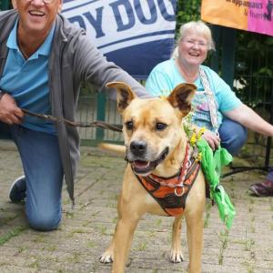 Von Hunden, die auf dem Catwalk laufen und klassischer Kot Couture

Ein Nachmittag voller Action, Gr&uuml;beleien und jeder Menge Leckerchen schickt auch den wuseligsten Vierbeiner zuverl&auml;ssig ins Land der Tr&auml;ume. Bei unserer nunmehr 6. Grappamaus@Tierhafen-Hunderallye, unter der Federf&uuml;hrung von Hundetrainerin Inka Burow Grappamaus & friends, gingen am vergangenen Sonntag insgesamt 26 Hund-Mensch-Teams an den Start, stellten sich vier Aufgaben entlang der Strecke und wurden unter anderem beim Dichten eines Limericks auch selbst richtig kreativ.

Beim &bdquo;Rasseraten im Sitzkreis&ldquo; war neben fundiertem Wissen auch Konzentration gefragt. Denn w&auml;hrend die Zweibeiner ihre innere Liste des VDH durchgingen, musste der zugeh&ouml;rige Vierbeiner seinen P&ouml;ppes im Reifen platzieren. Bei der anschlie&szlig;enden Entchensuche schlossen die Hunde enge Freundschaft mit einer Gummiente, denn nur IHRE Ente brachte ihnen am Ende den Leckerlie-Regen. Beim H&uuml;tchenlauf mussten wieder die Menschen K&ouml;pfchen beweisen, denn auf diesem trugen sie nun nicht nur einen schicken Hut, sondern mussten dar&uuml;ber hinaus auch noch einen darauf platzierten Ball jonglieren, w&auml;hrend sie zusammen mit ihrem felligen Begleiter &uuml;ber drei H&uuml;rden liefen. Koordination und Schnelligkeit brachten hier Pluspunkte! Entlang der abschlie&szlig;enden Leckerlie-F&auml;hrte durften sich Bellos und Bellerinas dann als echte Sp&uuml;rnasen beweisen und r&auml;umten direkt doppelt ab.

Wir haben uns riesig &uuml;ber euer aller Dabeisein, eure strahlenden Gesichter und die Zufriedenheit gefreut, die ihr sp&auml;testens beim Wiedereintrudeln ins Tierheim verspr&uuml;ht habt. Alle Hund-Mensch-Teams haben sich wahnsinnig ins Zeug gelegt und wir sind uns sicher, dass alle etwas Positives aus dem Tag mit nach Hause genommen haben. Sei es, weil ihr &uuml;ber euren Schatten gesprungen seid, euer Hund seine eigenen Mutproben bestanden hat, sich neue F&auml;higkeiten offenbart haben und St&auml;rken optimal ausgespielt werden konnten.

Ein Gl&uuml;ckwunsch nochmal an die Gewinnermannschaft, welche die meisten Punkte eingeheimst hat. Gewonnen haben aber alle, die an diesem Tag mit einem L&auml;cheln ins Bett gefallen sind!

(Weiter in den Kommentaren ??)

#tierhafen #hunderallye #hundeliebe