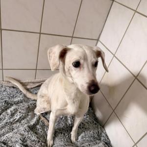 Fundhund vom 4. M&auml;rz 2026

Wer kennt oder vermisst diese kleine Lady? Die H&uuml;ndin wurde am sp&auml;ten Nachmittag des 4. M&auml;rz auf der Landstra&szlig;e zwischen 34434 B&uuml;hne und Manrode aufgegriffen.
Sie ist gechipt aber nirgends registriert.

Hinweise bitte direkt an uns unter 05672 921639 oder per Mail an tierhafen@bmt-tierschutz.de

Danke f&uuml;rs Teilen!

@orgelstadt_borgentreich

#tierhafen  #fundhund #hundeliebe #borgentreich #badkarlshafen