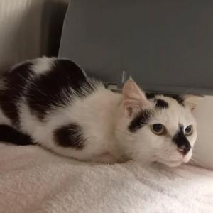 Fundkater vom 11. Mai 2026 - Wer kennt oder vermisst?

Dieser Kater tauchte Anfang Mai in 34434 Borgentreich OT Borgholz auf und nistete sich auf der Terrasse von Anwohnern ein. Zum Zeitpunkt des Funds war er weder kastriert noch gechipt. Auch wenn er von der Tierheimsituation aktuell noch sehr &uuml;berw&auml;ltigt ist, war er laut der Finder sehr zutraulich und definitiv Menschen gew&ouml;hnt. Er wurde "Benjamin" getauft.

Hinweise auf seine Herkunft bitte an uns unter 05672 921639 oder per Mail an tierhafen@bmt-tierschutz.de

#tierhafen #fundkatze #katzenliebe #tierheim #badkarlshafen