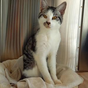 Fundtier: Dieser charmante junge Katermann

stromerte auf dem Campingplatz Eversburg in 34414 Warburg umher, konnte niemandem zugeordnet werden und wurde deswegen am 23.4. zu uns gebracht.

Er ist weder kastriert noch gechipt, daf&uuml;r aber sehr nett und todungl&uuml;cklich, dass er seine Zeit nun in der Quarant&auml;ne absitzen muss. Wer

Wer kennt oder vermisst ihn?

Hinweise bitte an uns unter 05672 921639 oder per Mail an tierhafen@bmt-tierschutz.de 

Danke f&uuml;rs Teilen!

#tierhafen #katzenliebe #kastrationisttierschutz #fundtier #badkarlshafen @hansestadtwarburg