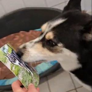 Lieber Anubis,

ich bin fast vom Glauben abgefallen, als mir Felix dein Paket und unser Familienfoto gezeigt hat. Hab mich riesig dr&uuml;ber gefreut und mich richtig umarmt gef&uuml;hlt!
Sag deiner Menschenmama Nina auch ein liebes Dankesch&ouml;n f&uuml;r das Futtergeld! Felix hat gesagt, wir werden's gut "einteilen". Keine Ahnung, was das schon wieder bedeutet! Ich schaff auch ne riesen Portion!

Als ich wieder allein im Zimmer war, wurd ich dann doch ein bisschen sentimental. Dein Gru&szlig; war so lieb und dir wurde bestimmt der Bauch gekrault, w&auml;hrend die Karten geschrieben wurden. Danke, dass du mich nicht vergessen hast und mir alle Pfoten dr&uuml;ckst, damit ich ganz bald auch wieder auf einer eigenen Couch schlafen darf!

K&uuml;sschen  aufs N&uuml;sschen,
dein Bruder Butschi

Tierhafen
Wiesenfeld 4
34385 Bad Karlshafen
05672 921639
tierhafen@bmt-tierschutz.de

#tierhafen #hundeliebe #husky #huskyliebe #badkarlshafen