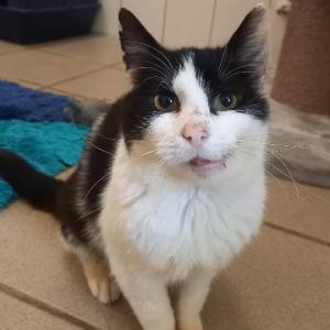 Vom Stra&szlig;enkater zum n&auml;chsten Superstar? ?

Entweder hat Pico mal einen starken linken Haken abbekommen oder Bekanntschaft mit einem Auto gemacht. Dass er permanent so schief grinst wie Batmans Joker r&uuml;hrt zumindest von einem sehr alten Kieferbruch. Auch seine Sehkraft und seine Nase scheinen von dem Unfall betroffen.

Im M&auml;rz kam er im Rahmen einer Kastrationsaktion zu uns. Da er zudem aber positiv auf FIV getestet wurde und sich der Verdacht auf FIP erh&auml;rtete, verbrachte er viele Wochen in unserer Quarant&auml;nestation und Zeit damit, uns durch Spucken und Schlagen in Schach zu halten.

Doch seine Ausbr&uuml;che wurden immer weniger, daf&uuml;r schmiss Picoballa immer &ouml;fter den Motor an und schrubbelte sich am Gitter.

Als er gestern wieder zum Tierarzt musste, um eine frische Ladung Blut zur Kontrolle abzugeben, ergriffen wir die Chance ihn anschlie&szlig;end auf ein gro&szlig;z&uuml;giges Apartment upzugraden.

Und siehe da: Aus dem unzufriedenen Quarant&auml;nehocker wurde &uuml;ber Nacht ein schmusiger S&uuml;&szlig;ling, der sich laut schnurrend hinter den Ohren kraulen l&auml;sst.

Merkt euch sein Gesicht - Ihr werdet es nun bestimmt &ouml;fter sehen!

Tierhafen
Wiesenfeld 4
34385 Bad Karlshafen
05672 921639
tierhafen@bmt-tierschutz.de

#tierhafen #katzenliebe #fiv #picoballa #badkarlshafen
