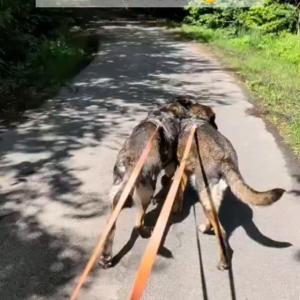 Eigentlich wollten wir Nala und Costa auf ihrem Weg nur kurz begleiten, aber...

... mittlerweile haben wir ganz sch&ouml;n Strecke zusammen gemacht. Im Februar 2022 kamen die beiden Geschwister aus schwierigen Verh&auml;ltnissen zu uns. Damals waren wir noch zuversichtlich, dass wir sie etwas p&auml;ppeln werden, um sie dann sp&auml;ter nur noch gl&uuml;cklich auf Fotos im neuen Zuhause zu bewundern. Doch so weit kam es nie. 

Die inzwischen 9-J&auml;hrigen haben zwar schon mal fast an einem Vermittlungsvertrag geschnuppert, aber die Interessenten sind am Ende doch wieder abgesprungen. 

Beide machen ihren Labrador-Sch&auml;ferhund-Genen alle Ehre: Sie sind sehr gutm&uuml;tig, begr&uuml;&szlig;en Besuch gern und hibbeln dabei ein wenig rum. Ruhiger sind sie geworden. Dennoch geh&ouml;ren sie noch nicht zum alten Eisen! Nala trickst sehr gern und liebt die N&auml;he des Menschen. Costa legt den Fokus auf Kuscheln und nimmt nachts auch gern einmal das Kopfkissen in Beschlag. Ab und an haben die beiden das Gl&uuml;ck mit unserem Lieblingshandwerker ein Wochenende in unserer G&auml;stewohnung zu verbringen! Immerhin eine kleine Abwechslung zu mehr als vier Jahren Tierheimalltag.

Costa neigt zu &Uuml;berforderung, wenn ihm beim Spaziergang Hunde frontal entgegen kommen. Teils zeigt er das in &Uuml;bersprungshandlungen wie Abschnappen seiner Begleitung. Mit seinen 42 Kilogramm bringt er ein stolzes Gewicht auf die Waage und im Zweifel auch guten Zug an die Leine, weshalb seine neuen Menschen mit beiden F&uuml;&szlig;en fest nicht nur im Leben, sondern auch auf dem Boden stehen sollten. Nala ist mit 32 kg etwas zarter.

Beide haben zusammen in einem Haushalt mit Kindern und Katzen gelebt, wobei fremde Katzen durchaus feindlicher angesehen werden k&ouml;nnten.

Eine gemeinsame Vermittlung w&auml;re traumhaft! Dennoch sind wir uns der Herausforderung gleich beide in den Alltag zu integrieren bewusst und ziehen somit auch Einzelvermittlungen in Betracht. 
Nala und Costa brauchen am liebsten Sch&auml;ferhundfreunde, die ihnen mit Herz und Verstand den Neustart im eigenen Zuhause schenken. 

Tr&auml;umen wir zu gro&szlig;?

Tierhafen 
Wiesenfeld 4 
34385 Bad Karlshafen 
05672/921639

Spenden hilft ??
IBAN: DE41 5205 0353 0002 2217 64

#tierhafen #tierheim #deutschersch&auml;ferhund