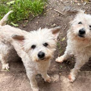 Zwei Seelchen und doch nicht selig ?

Ernie und Elmo, die niedlichsten Hundeopis weit und breit, warten noch auf ihr gro&szlig;es Wunder. Vor zwei Monaten irrten sie durch ein Dorf, allem Anschein nach waren sie ausgesetzt worden.

Ein Tierarztmarathon liegt hinter ihnen, doch sie werden weiterhin engmaschig kontrolliert. Trotz aller Strapazen sind sie absolute S&uuml;&szlig;m&auml;use - aufgeschlossen, verschmust, ruhig. Die beiden Senioren sind nicht mehr gut zu Fu&szlig; unterwegs, freuen sich trotzdem &uuml;ber ihre kleinen Runden, w&auml;hrend derer gemeinsame Kuschelzeit ganz oben steht.

Sie geben einander Halt, teilen sich das K&ouml;rbchen und m&ouml;chten auch k&uuml;nftig gemeinsam durchs Leben gehen. Daf&uuml;r hoffen wir auf empathische Menschen, die wenig Anspr&uuml;che an die beiden stellen, bestenfalls einen Garten am Haus haben, zu welchem die beiden Zugang erhalten.

Elmo hat eine Herzinsuffizienz, ist vermutlich taub und zudem inkontinent. Ernie musste wegen einer Perinealhernie unters Messer und wurde kastriert. Beiden R&uuml;den wurden die Z&auml;hne saniert und zum Gro&szlig;teil auch entfernt.

Wenn schon kein Zuhause, dann vielleicht ein Carepaket? Ernie und Elmo freuen sich &uuml;ber Leberwurst in Tuben und Vet-Beds f&uuml;rs K&ouml;rbchen (Link zur Amazon-Wunschliste packen wir in die Story).

Tierhafen
Wiesenfeld 4
34385 Bad Karlshafen
05672 921639 
tierhafen@bmt-tierschutz.de

#tierhafen #hundeliebe #tierheim #badkarlshafen #maltipoo