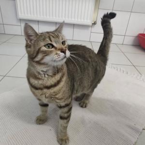 Mommy to be...

Mit dieser h&uuml;bschen Katzenlady ist allem Anschein nach die erste Samtpfote des Jahres mit &Uuml;bergep&auml;ck bei uns eingezogen.

Wundersch&ouml;n, wahnsinnig verschmust und schnurrig, aber nicht gekennzeichnet kam sie am 2.4. aus dem Warburger Ortsteil Calenberg zu uns. Ihren auff&auml;lligen Rundungen zu Folge ist sie nicht kastriert, sondern in "anderen Umst&auml;nden". Die Grundausstattung ihres Quarant&auml;nezimmers haben wir daher um eine Wurfh&ouml;hle erg&auml;nzt, in der "Chanty" auch direkt probegelegen hat. Mit F&uuml;rsorge, Ruhe und einem stets gef&uuml;llten Napf versuchen wir ihr in den kommenden Wochen und Monaten beizustehen.

Sollte jemand Angaben zu ihrer Herkunft machen k&ouml;nnen, w&auml;ren wir &uuml;ber jeden Hinweis dankbar:
05672 921639 oder per Mail an tierhafen@bmt-tierschutz.de 

Tierhafen
Wiesenfeld 4
34385 Bad Karlshafen

#tierhafen #katzenliebe #kittensaison #preggo #badkarlshafen