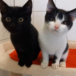 Wie Batman und Robin, nur in frech!

Ihr liebt K&auml;tzchen, Schnurrkonzerte UND brennende M&uuml;lltonnen? Gro&szlig;artig! Dann haben wir hier das perfekte Duo f&uuml;r euch!

Sherlock und Watson sind kuschelig, schnurrig, verspielt und menschenbezogen, doch zugleich sind wir uns sicher, dass sie Wilhelm Buschs "Max und Moritz" nicht nur mitmaunzen k&ouml;nnen, sondern auch die beste Besetzung f&uuml;r eine Neuverfilmung w&auml;ren!

Mit zerrissenen Jeans rennen sie p&ouml;belnd durch die Gassen, nur um sich anschlie&szlig;end ganz eng an ihre Mama zu dr&uuml;cken und nach einem Bussi zu fragen, weil sie sonst nicht einschlafen k&ouml;nnen.

Die Jungs sind etwa vier Monate alt und suchen ganz dringend tolerante Menschen, die ihnen nicht nur all die Liebe schenken, die sie verdienen, sondern gleichzeitig auch noch jede Menge Erziehungsarbeit leisten.

Teenies, laute Musik und Diskussionen am Abendbrottisch sind voll euer Ding? Dann meldet euch!

Tierhafen
Wiesenfeld 4
34385 Bad Karlshafen
05672 921639
tierhafen@bmt-tierschutz.de 

#tierhafen #katzenliebe #tierheim #tierschutz #badkarlshafen