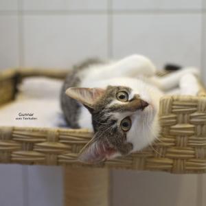Unser derzeitiges Nesth&auml;ckchen im Katzenhaus hei&szlig;t Gunnar, wird liebevoll G&uuml;nni gerufen und war vom ersten Tag an eine 100%ige Green Flag!

Der junge Mann mit dem V8-Motor ist etwa im November 2025 geboren und wurde im Februar im Warburger Ortsteil N&ouml;rde gesichert, als er in ein Haus einbrechen wollte. Menschen war er schon zu diesem Zeitpunkt definitiv gew&ouml;hnt, so verschmust und liebenswert wie er mit den Wimpern geklimpert hat und nicht den Hauch von Sch&uuml;chternheit verspr&uuml;hte.

Aktuell wohnt er bei uns ohne passenden Katzenkumpel und langweilt sich ganz f&uuml;rchterlich. Sobald man sein Zimmer betritt, ist er bereit f&uuml;r Kuscheleskapaden und wilde Flummispiele.

F&uuml;r G&uuml;nni, der bereits kastriert, negativ auf FIV/FeLV getestet und zur Vermittlung doppelt geimpft ist, suchen wir ein Zuhause, in dem sich bereits ein passender, etwa gleichaltriger Artgenosse befindet.

Tierhafen
Wiesenfeld 4
34385 Bad Karlshafen
05672 921639
tierhafen@bmt-tierschutz.de

#tierhafen #katzenliebe #kitten #tierheim #badkarlshafen