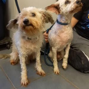 Alles auf Anfang f&uuml;r Elmo & Ernie

Verwahrlosung kommt in dutzenden Dimensionen. Wir bezweifeln, dass Elmo und Ernie in ihrem Leben jemals einen Tierarzt gesehen haben. In den letzten Jahren zumindest nicht, so viel l&auml;sst ihr k&ouml;rperlicher Zustand vermuten.

Die beiden unkastrierten R&uuml;den liefen letzte Woche im Bad Driburger Ortsteil Reelsen umher. Die dicken Filzplatten, die sie statt einer adretten Frisur ihr Eigen nannten, wurden bereits entfernt. Die anderen Leiden nehmen wir nun nach und nach in Angriff.

Elmo, so haben wir den Patienten genannt, dem auf dem Tisch die v&ouml;llig versifften Ohren vorsichtig gereinigt werden, bekommt nun ebenso wie sein Kumpel ein Antibiotika und Schmerzmittel. Er hat zudem ein auff&auml;lliges Herzger&auml;usch, was abgekl&auml;rt werden muss.
Ernie trifft es nicht besser. Zus&auml;tzlich zu Zahnfleisch- und Ohrenentz&uuml;ndung sowie Gelenksproblemen war er mit einer Perinealhernie ausgestattet. Unsere Tier&auml;rztin hat ihm heute einen handtellergro&szlig;en Kotklumpen aus einem Bruchsack entfernt, der sich (innenliegend) neben seinem After gebildet hatte. Wie unfassbare Schmerzen er vor und w&auml;hrend dieses Eingriffs gehabt haben muss, k&ouml;nnt ihr euch vielleicht vorstellen.

Und dennoch... die beiden Jungs sind Zucker. Nur lieb, nur anlehnungsbed&uuml;rftig. Im Zwinger weinen und rufen sie in einer Tonlage, dass wir am ersten Tag dachten, es h&auml;tte sich ein Pfau auf unser Gel&auml;nde verirrt. Sie scheinen es nicht zu kennen, an der Leine zu gehen, haben auch Probleme auf Fliesen zu laufen. Au&szlig;erdem arbeiten wir noch daran, dass ihnen das Futter besser schmeckt, wobei wir anhand des Zustands ihrer Z&auml;hne davon ausgehen, dass sie auch in diesem Bereich einfach schmerzbedingt aktuell nicht so agieren k&ouml;nnen, wie sie gern w&uuml;rden. Eine Zahnsanierung wird hoffentlich auch dieses Problem ganz bald l&ouml;sen k&ouml;nnen.

Wie immer gilt: Bitte dr&uuml;ckt alle Daumen und schickt den Jungs viel positive Energie, damit die kommende Zeit f&uuml;r sie ein Ende ihrer Tragik in petto hat und sich endlich Gl&uuml;ck einstellen darf &hearts; Wir berichten weiter.

Tierhafen
Wiesenfeld 4
34385 Bad Karlshafen
05672 921639
tierhafen@bmt-tierschutz.de

#tierhafen #hundeliebe #maltipoo #tierheim #badkarlshafen