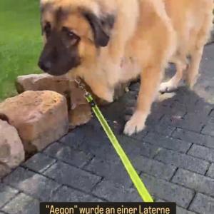 Willkommen im Tierhafen, Aegon!

Der große Rüde wurde vor einigen Tagen am Schützenhaus von Stadtoldendorf angebunden vorgefunden und kam am Freitag daraufhin zu uns. Auf seinem Halsband steht "King", seine Leine war blau, einen Chip hat er nicht.

Vielleicht erkennt ihn jemand oder kann etwas zur Vorgeschichte des Riesen sagen.

Hinweise gern per PN oder als Mail an tierhafen@bmt-tierschutz.de 

Danke!

#tierhafen #fundhund #leonberger #herdenschutzhund #stadtoldendorf #sarplaniac #owtscharka #badkarlshafen