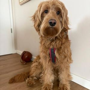 VERMITTLUNGSHILFE F&Uuml;R MILO

*Wir kennen weder Hund noch Halter pers&ouml;nlich. Alle Angaben stammen aus dem aktuellen Zuhause.

Milo ist ein 1-j&auml;hriger, intakter Goldendoodle-R&uuml;de mit EU Heimtierausweis. Er ist ein charmanter, aufgeweckter junger Hund, der die N&auml;he zu seinen Menschen liebt und sehr gerne kuschelt. Er ist ca. 45cm gro&szlig; und lebt in 37671 H&ouml;xter. 

Er hat von klein auf die Hundeschule besucht und bringt einen guten Grundgehorsam mit, der mit der richtigen F&uuml;hrung weiter ausgebaut werden kann. Milo ist altersentsprechend neugierig, lernwillig und bringt viel Potenzial mit. Er kommt gut mit anderen Hunden zurecht und akzeptiert klare Grenzen von 
anderen Hunden.
 
In seiner Vergangenheit hat Milo gelernt, Grenzen zu hinterfragen und zeigt in bestimmten Situationen (z.B. wenn ihm etwas unangenehm ist oder bei Ressourcen) Unsicherheiten, die sich in Knurren oder nach vorne gehen &auml;u&szlig;ern k&ouml;nnen. 

Mit klarer, konsequenter und fairer F&uuml;hrung zeigt er dieses Verhalten jedoch nicht. 

F&uuml;r Milo w&uuml;nschen wir uns daher ein Zuhause:
- bei hundeerfahrenen Menschen 
- ohne Kinder 
- mit klarer, ruhiger F&uuml;hrung 
- ein souver&auml;ner Zweithund w&auml;re sch&ouml;n, ist aber kein Muss 
- Milo ist kein &bdquo;Anf&auml;ngerhund&ldquo;, aber f&uuml;r die richtigen Menschen ein absolut toller Begleiter mit viel Herz und Entwicklungspotenzial. 

Aussagekr&auml;ftige Mails gern an uns per tierhafen@bmt-tierschutz.de - Wir leiten dann weiter.

#tierhafen #zuhausegesucht #goldendoodle #doodle #labradoodle