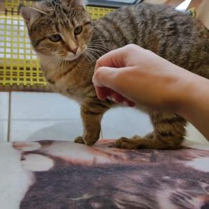 Greeny steht kurz davor uns schnurrend und K&ouml;pfchen gebend an der T&uuml;r zu empfangen &hearts;️

Noch kribbeln ihr sie Schmetterlinge zu sehr im Bauch, wenn's ans Kuscheln geht. Ganz langsam und vorsichtig tastet sie sich St&uuml;ck f&uuml;r St&uuml;ck voran.
Gut hat sie sich gemacht! Die etwa neun Monate alte Katzendame kam zusammen mit ihren drei Geschwistern als Fundkatze zu uns und beobachtete uns einige Tage mit Alien-Augen nur aus einer H&ouml;hle voller Angst, sie k&ouml;nnte selbst gesehen werden. Nach und nach hat sie sich von zweien ihrer Geschwister abgeguckt, dass Menschen eigentlich nur ein bisschen gruselig sind. 

Nachdem die zwei Mutigen der Runde ausgezogen sind, muss Greeny sich nun allein trauen, denn Schwester Violet bevorzugt bisher weiterhin das Leben als H&ouml;hlenkatze. 

Wir freuen uns &uuml;ber jede Einladung und Anfrage der Sch&ouml;nheit, ihr flauschiges Fell zu streicheln.
So viel Mut sollte belohnt werden!
Zusammen mit ihrer Schwester sucht Greeny Menschen, die ihnen Sicherheit und Ruhe schenken, damit sie das Leben endlich ohne &Auml;ngste genie&szlig;en k&ouml;nnen. Geduld wird sich bei den beiden auszahlen!

Wiesenfeld 4 
34385 Bad Karlshafen 
05672/921639

#tierhafen #tierheim #katzenliebe #katzenschutz #catlover